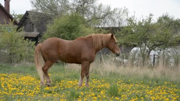 Caballo de pasto marrón en granja de caballos en el día de primavera — Vídeo de stock