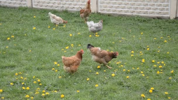 Bauernhühner essen frisches grünes Gras — Stockvideo