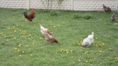 Horoz ve bir küme çiçek çayırında toplanıyor
