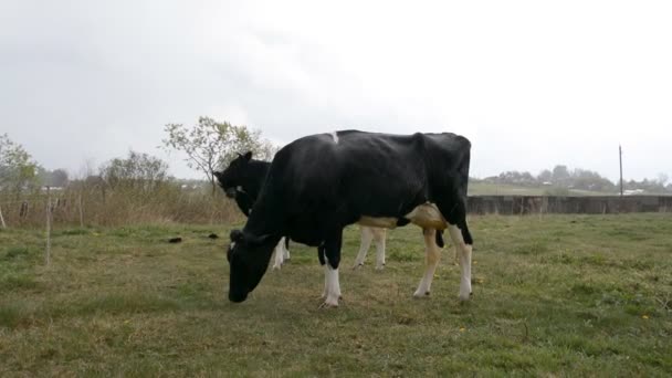 Negro con vaca blanca comiendo hierba — Vídeo de stock