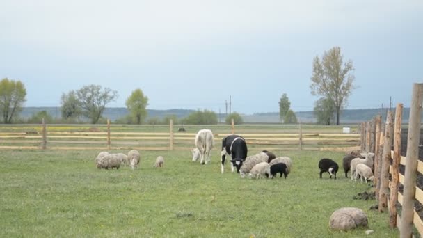 Cows and sheep in summer day rest in pasture — Stock Video