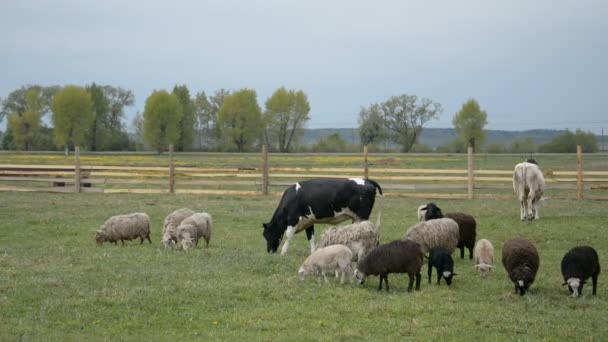 Kor och får i en grön äng på en gård — Stockvideo