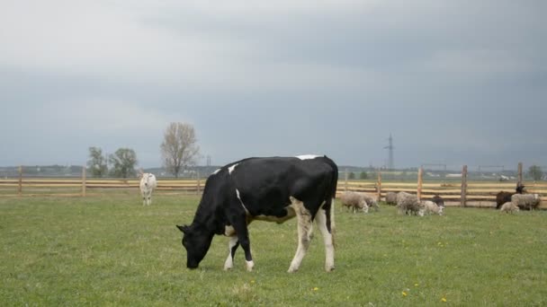 A black and white bull cattle and eat green grass on a cloudy day in summer — Stock Video