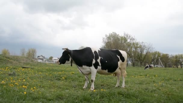 Krowy jedzą trawę — Wideo stockowe