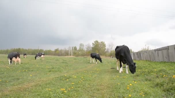 Granja vacas prado comer fresco verde hierba — Vídeos de Stock