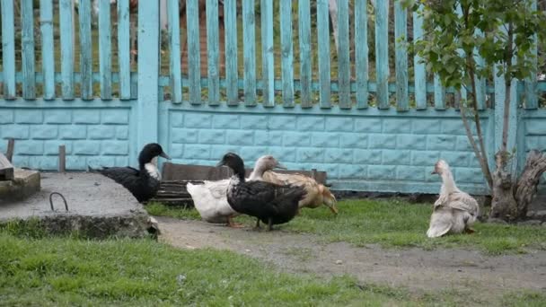 Patos domésticos na aldeia russa — Vídeo de Stock