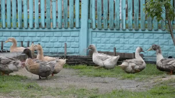 Few ducks in cage at agricultural animal exhibition — Stock Video
