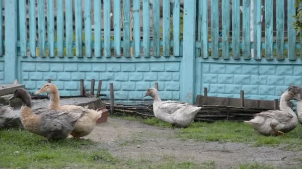 Wenige Enten im Käfig bei Nutztierausstellung — Stockvideo