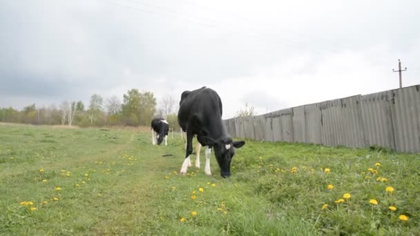 Vaca branca preta na aldeia comendo grama fresca em um prado na aldeia — Vídeo de Stock