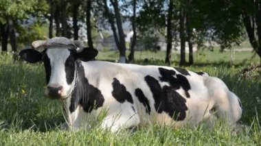 Sıcak bir yaz gününde dinlenen yeşil çimenler üzerinde yakın çekim