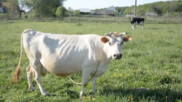 Vaca blanca primer plano en un prado verde en un pueblo europeo comiendo hierba fresca — Vídeos de Stock