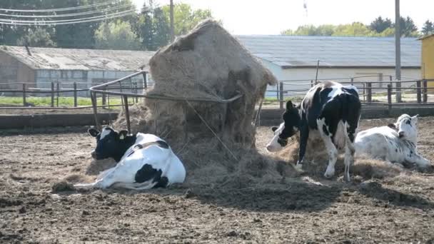 Cow gård däggdjur djur — Stockvideo