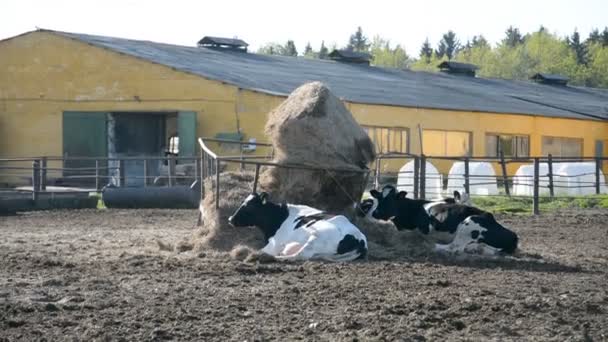 Russische koe boerderij zoogdier — Stockvideo