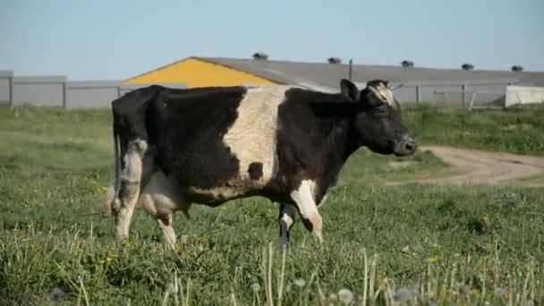 La vache de ferme biélorusse dans la prairie — Video