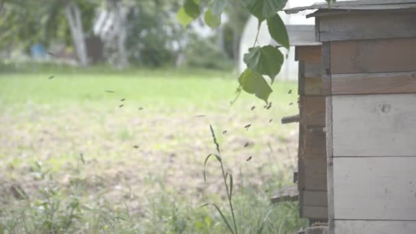 Flying bees gathering honey and heading into hive — Stock Video