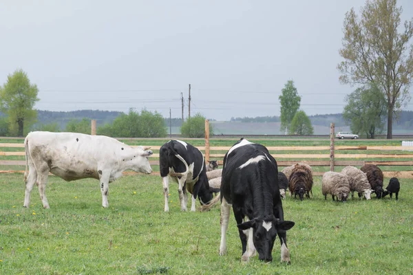 Rinderfarm im Dorf — Stockfoto