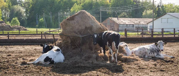 Concept agricole de la ferme de vaches — Photo