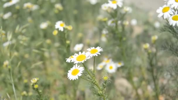 Wild daisy on the meadow background — Stock Video