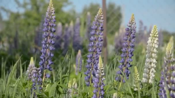 Fundo de flor selvagem — Vídeo de Stock