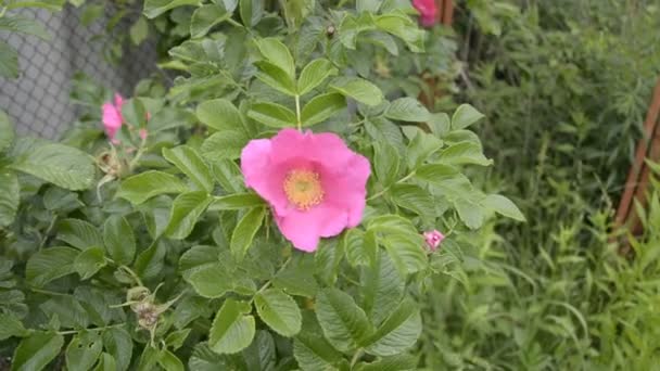 Humla samlar honung på den vilda Rosen blomman — Stockvideo