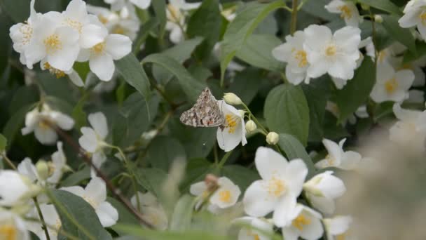 Cerrar hermosa mariposa colorida sobre fondo verde girasol blanco alimentar flores de polen de néctar — Vídeos de Stock