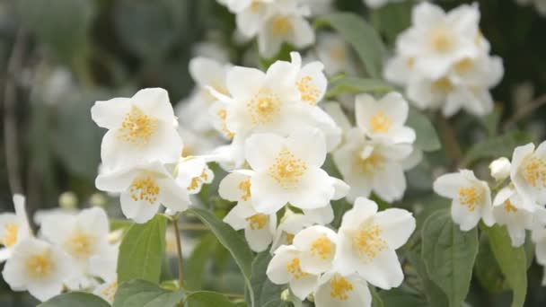 Белый дикий цветок — стоковое видео