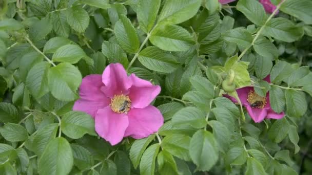 Rosa selvagem flor e abelha coleta de mel — Vídeo de Stock