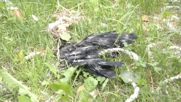 Zwarte dode vogel op het gras — Stockvideo