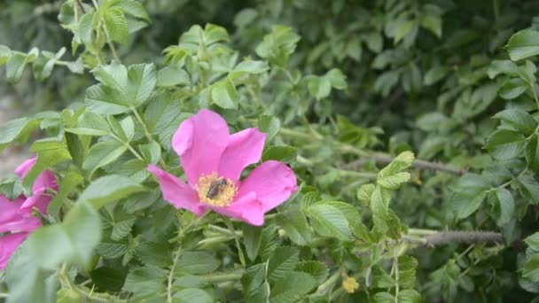 Les abeilles recueillent le nectar et pollinisent une fleur rose de rose sauvage 