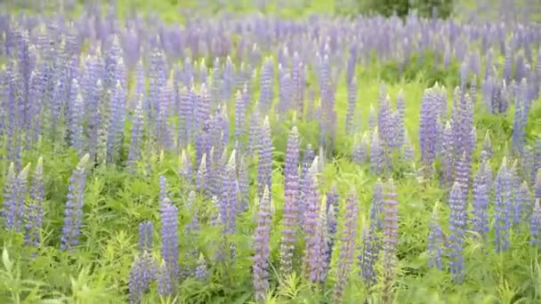 Campo de flores selvagens — Vídeo de Stock