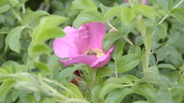 Bee samlar nektar på en hund ros blomma — Stockvideo
