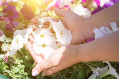 kadın elleri beyaz çiçekler tutun
