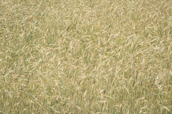 Золотой пшеничный фон — стоковое фото
