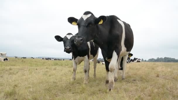 Vache Broutant Dans Une Prairie — Video