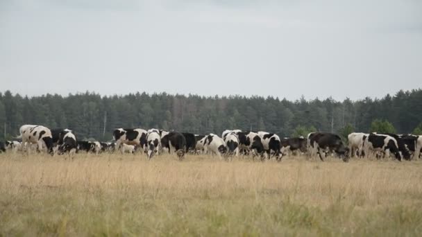 牧草地で放牧する牛 — ストック動画