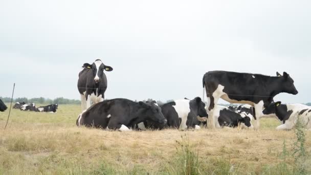 Çiftlik Sığır Alanında Otlatma — Stok video