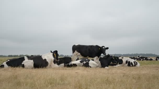农场放牧的牲畜 — 图库视频影像