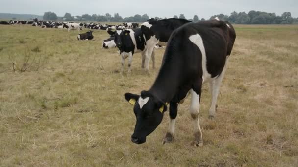 草原の牛 — ストック動画