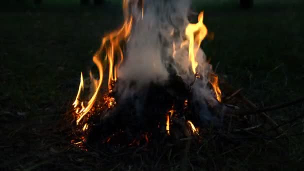 Cerrar Las Llamas Hoguera Fuego Camping Aire Libre — Vídeos de Stock