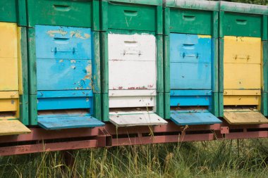 doğada arılar ile arı kovanı