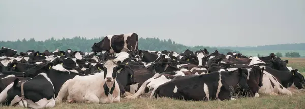 Uma manada de vacas empoleiradas num prado — Fotografia de Stock