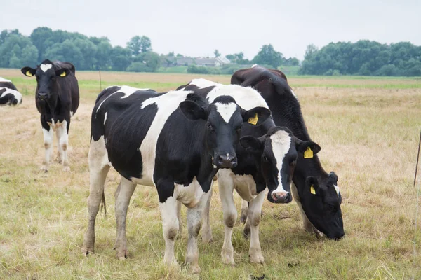 Vaches perchées sur une prairie — Photo