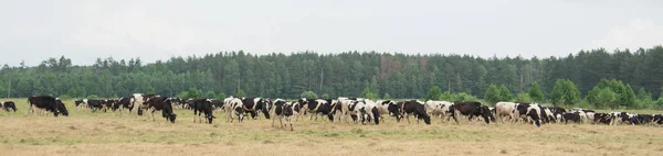 Vacas comem grama no prado em um dia nublado — Fotografia de Stock