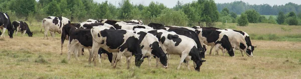 Vacas comem grama no prado em um dia nublado — Fotografia de Stock