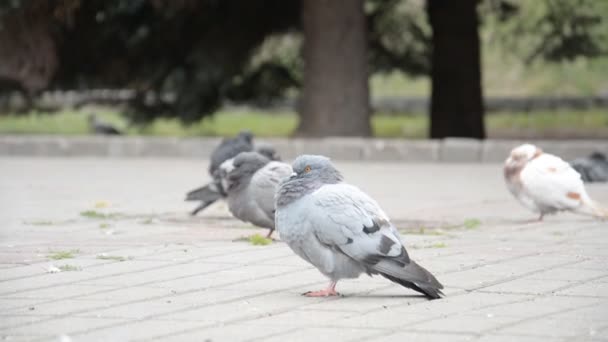 Stedelijke duiven in het centrum — Stockvideo