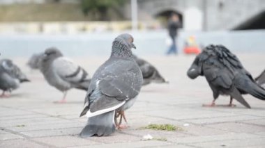 Şehir meydanında güvercinler