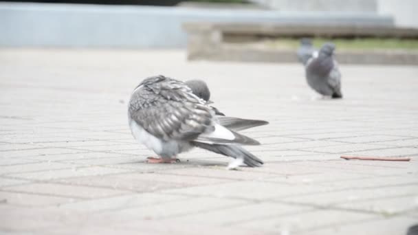 De duiven in een stad — Stockvideo