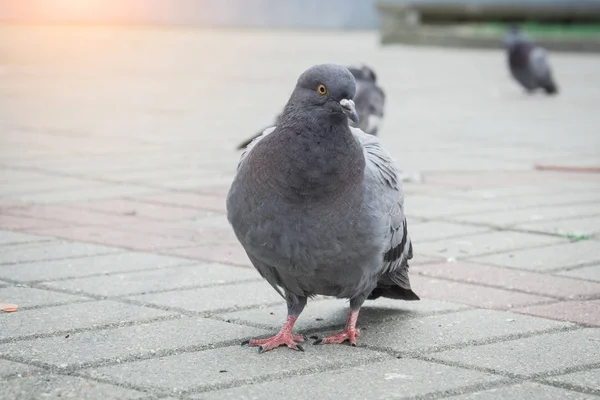 Galamb galamb a város utcáin Városi madarak — Stock Fotó