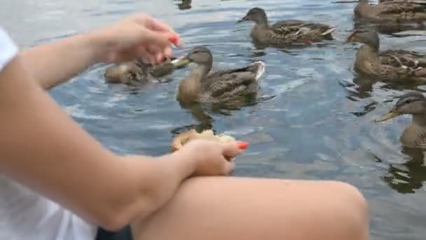 Mains d'une femme jetant du pain dans l'étang, canards se nourrissant d'oiseaux — Video