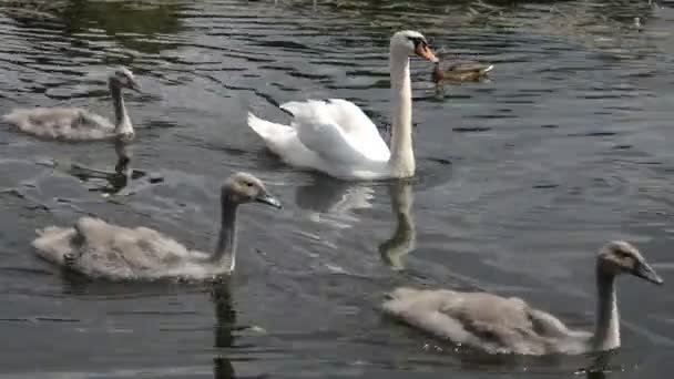 Familia de aves cisne en el lago — Vídeo de stock